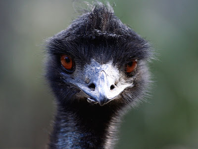 Emu