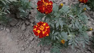 French marigold flower