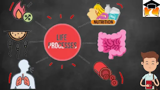 CBSE Class 10 Science Chapter 6 Life Processes Notes