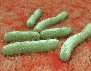 Bakteri e coli