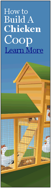 Chicken House Plans: Truths Of Building A Chicken Coop