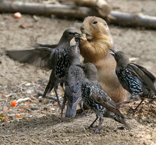 Bird Feeding