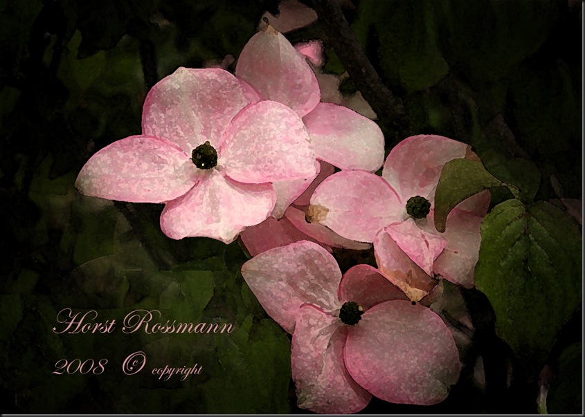 lillies garden dogwood
