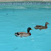 When Ducks Take Up Residence In Your Pool