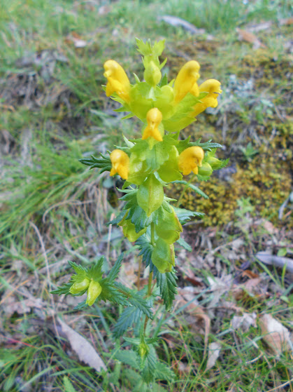 Raccontare un paese: Fiori spontanei gialli