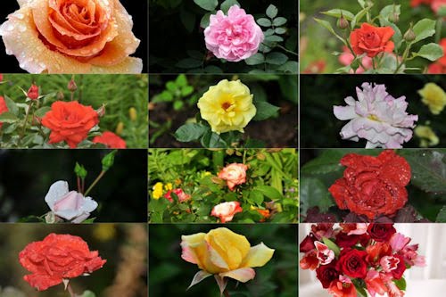 Rosas de colores para el 10 de mayo X (12 fotos)