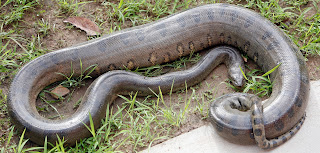 Top 20 Informative Facts about Anacondas