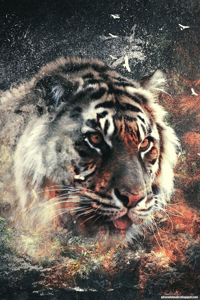 Hd Wallpapers Of Tigers. hd wallpapers of tigers.