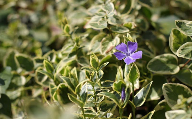 Vinca Major Variegata