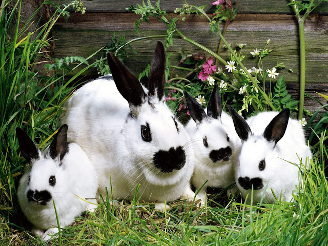 rabbit,bunny,animalia,chordata,vertebrata,,mammalia,lagomorpha,pet animal