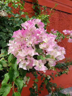 Cluster of bougainvillea flowers against wall