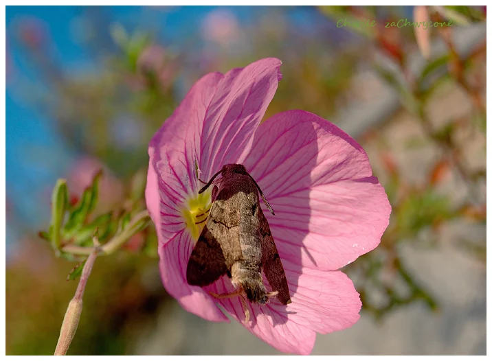 fruczak gołąbek Macroglossum stellatarum