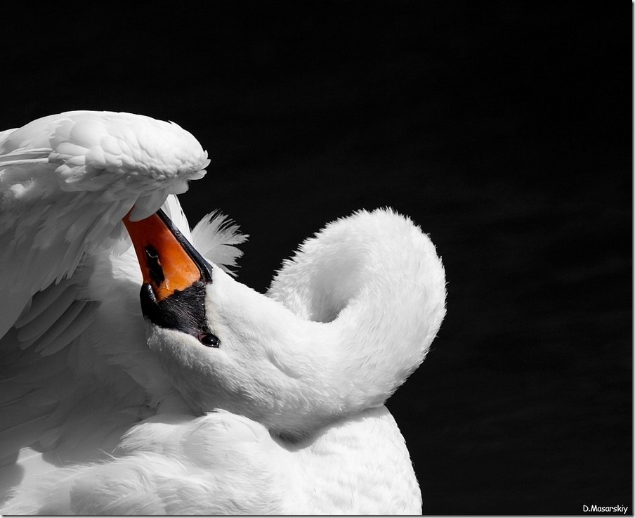 swans asana