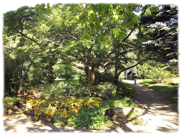 Fjellhagen  i Botanisk hage på Tøyen i Bydel Gamle Oslo