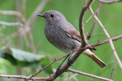 Swart Readsturtsje - Zwarte Roodstaart - Phoenicurus ochruros