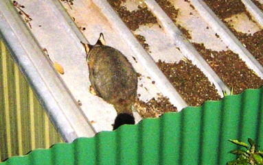 possum in my backyard1