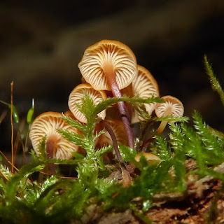 Omphale en clochette - Xeromphalina campanella