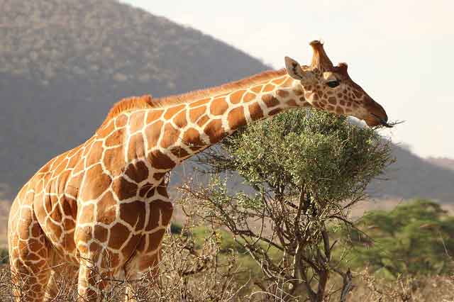 Contoh Report Text About Giraffe dan Terjemahannya 