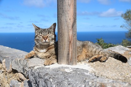 Gato sobre una roca en la playa tomando el sol.