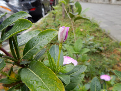 長春花的花