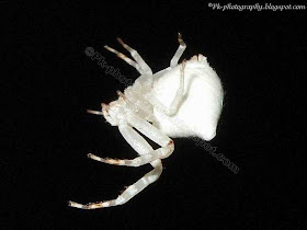 White Crab Spider Picture