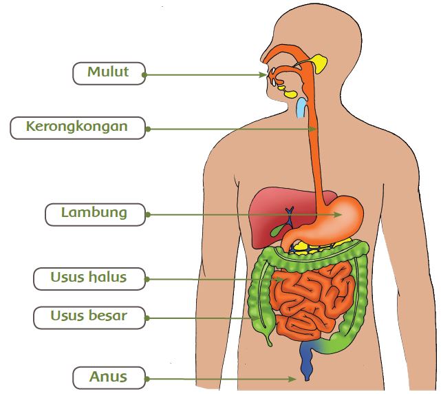 struktur pencernaan manusia