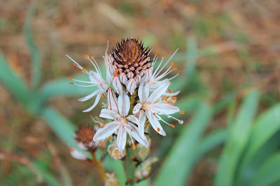 Witte Affodil - - Asphodelus albus