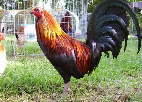 MAYXINZ GAMEFOWLS FARM