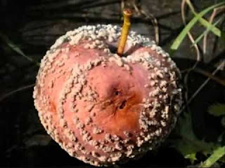 Jamur menempati kindom tersendiri dalam pembagian terstruktur mengenai  Klasifikasi Kingdom Jamur (Fungi)