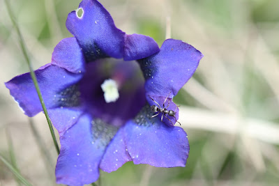 An ant on a gentian flower.