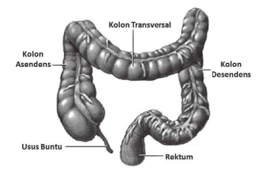 usus