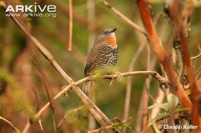 Rusty-throated Wren-babbler