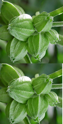 Ashwagandha Treats Dandruff