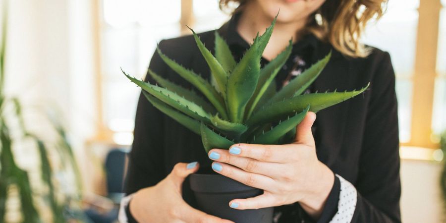 Aloe Vera (Aloe Barbadensis Miller) Plant