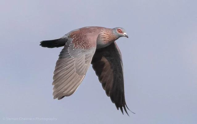 Speckled Pigeon in Flight Table Bay Nature Reserve Woodbridge Island Vernon Chalmers Photography Copyright