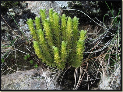 Fir Clubmoss (Huperzia selago)