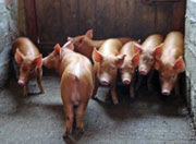 Tamworth piglets