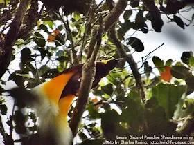 Lesser Birds of Paradise (Paradisaea minor)