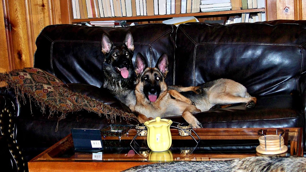 The German Shepherd Rescue Trust