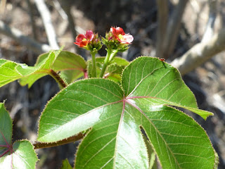 Médecinier rouge - Médecinier sauvage - Pourghère rugueuse - Médicinier à feuilles de cotonnier - Jatropha gossypiifolia