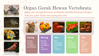 Organ gerak hewan vertebrata