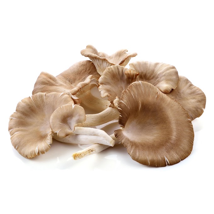 Oyster Mushroom Company in Latur | Oyster Mushroom Supplier Company in Latur | Biobritte mushroom company 