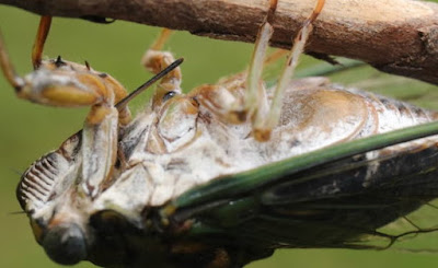 Cicada Hanging on a Stick