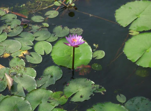 Blue Waterlily - Nymphaea capensis