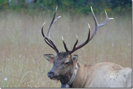 waynesville_elk37 (1024x683)