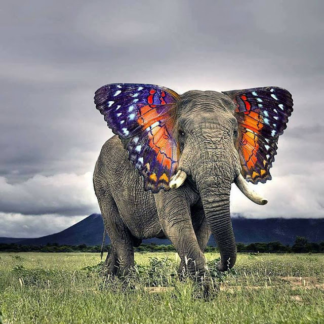 TOP 26 funny photoshopped photos of two animals combined together