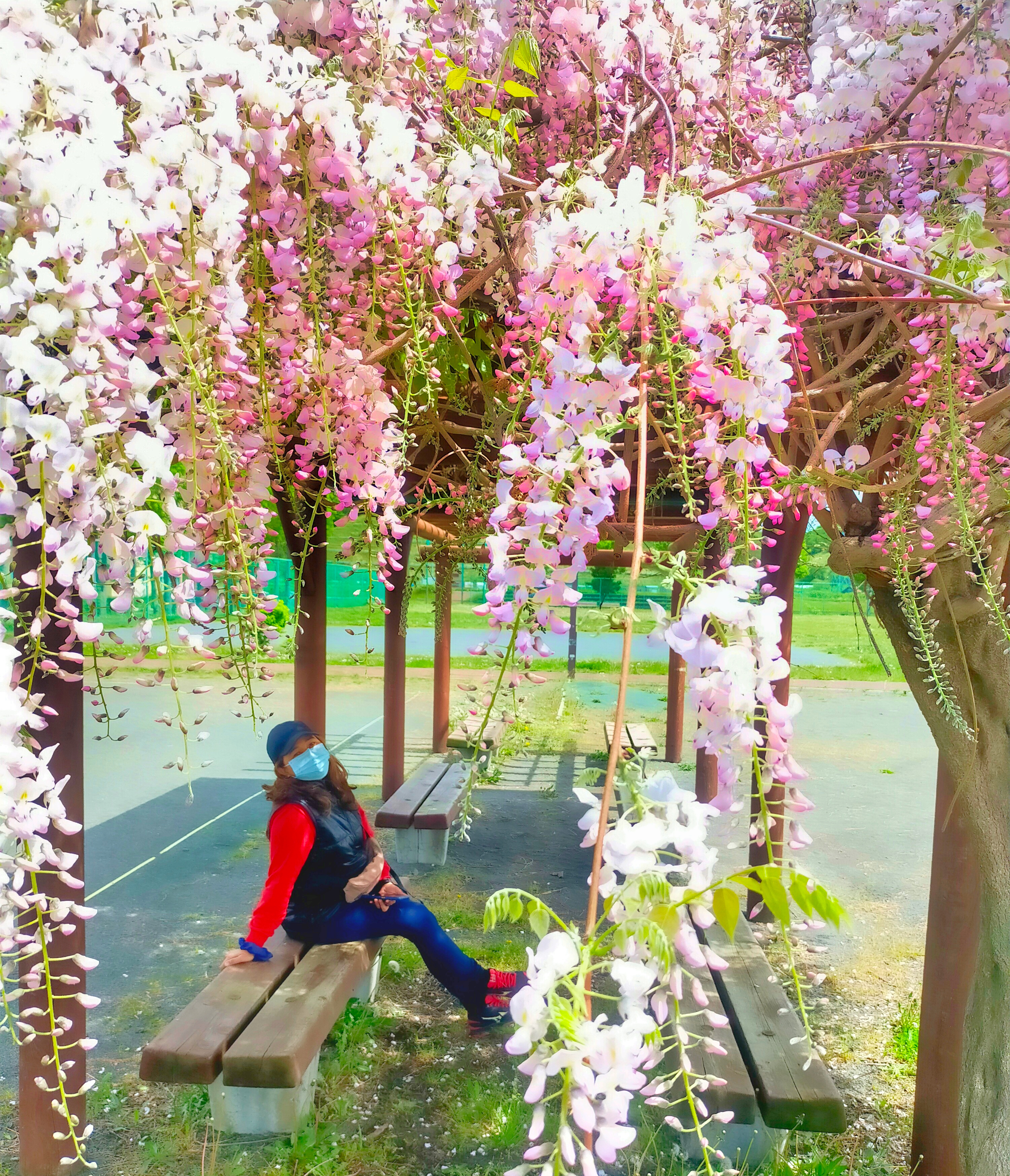 The wisteria plants were not only beautiful it also provided us some shade