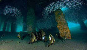 SCUBA DIVING TERBAIK DI INDONESIA