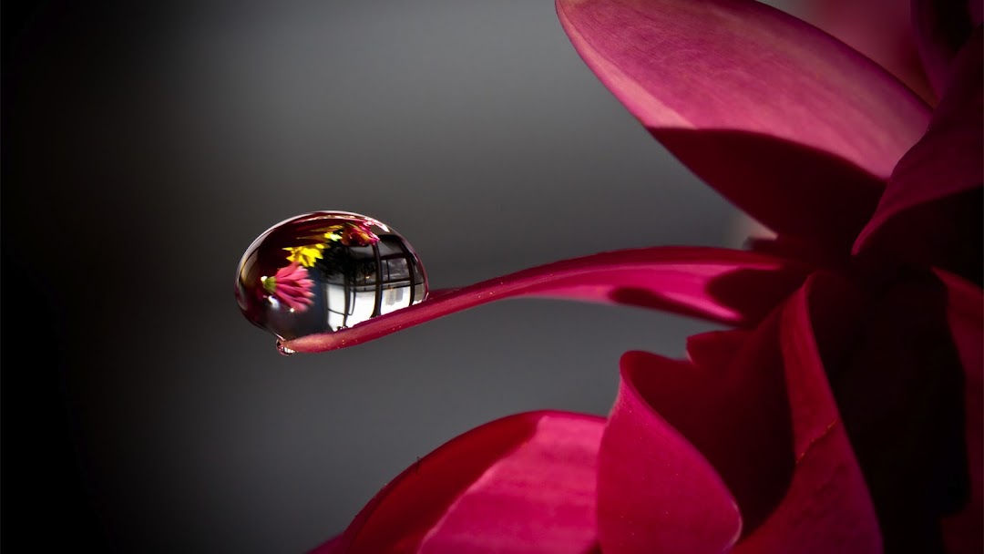 Water Drop on Flower HD Wallpaper