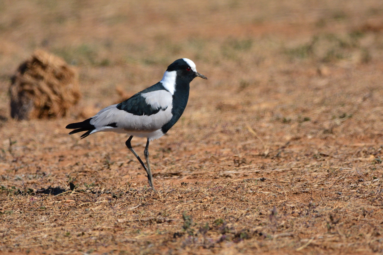 Vanellus armatus